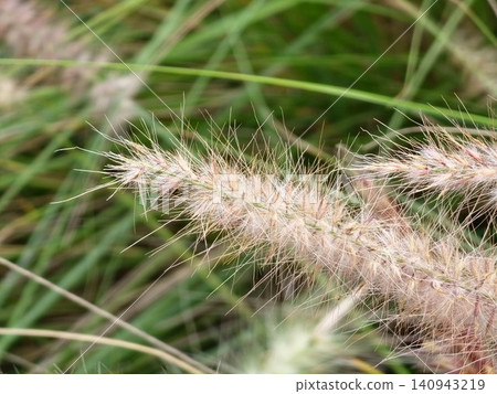 Purple Flowering Fountain Grass with Delicate Silky Texture Purple Flowering Fountain Grass with Delicate Silky Texture 140943219