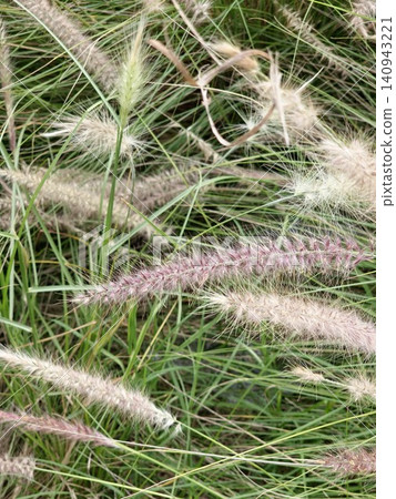 Decorative Purple Fountain Grass Growing in Garden Landscape Decorative Purple Fountain Grass Growing in Garden Landscape 140943221