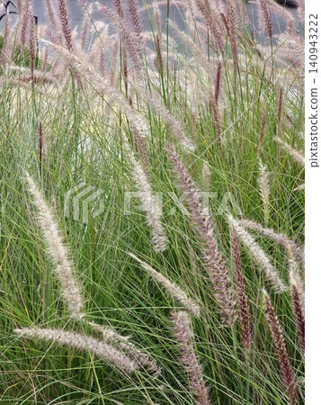Purple Fountain Grass Flower Plumes in Urban Landscape Garden Purple Fountain Grass Flower Plumes in Urban Landscape Garden 140943222