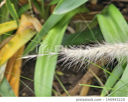 Flowering Fountain Grass with Silky Purple Bristles 140943228
