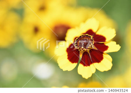 Cosmos Cosmos 140943524