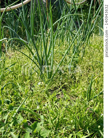 Green Welsh Onion Growing in a Vegetable Garden Green Welsh Onion Growing in a Vegetable Garden 140943632
