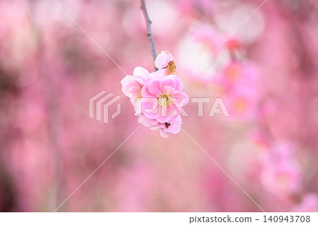 The vibrant pink blossoms of the weeping plum tree. The vibrant pink blossoms of the weeping plum tree. 140943708