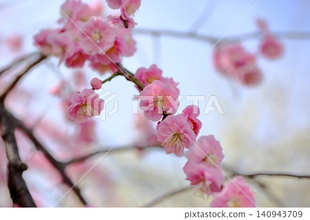 The vibrant pink blossoms of the weeping plum tree. The vibrant pink blossoms of the weeping plum tree. 140943709