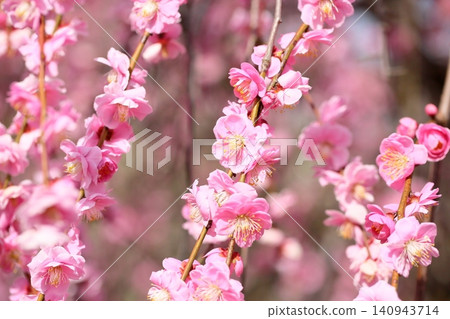 The vibrant pink blossoms of the weeping plum tree. The vibrant pink blossoms of the weeping plum tree. 140943714