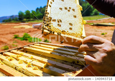 Beekeeper is handling frame of honeycomb while checking bee colony in field on work area. Beekeeper is handling frame of honeycomb while checking bee colony in field on work area. 140943718