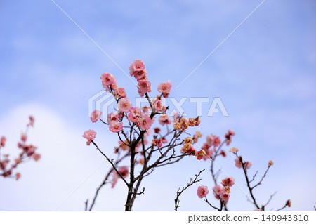 Cute pink weeping plum blossoms Cute pink weeping plum blossoms 140943810