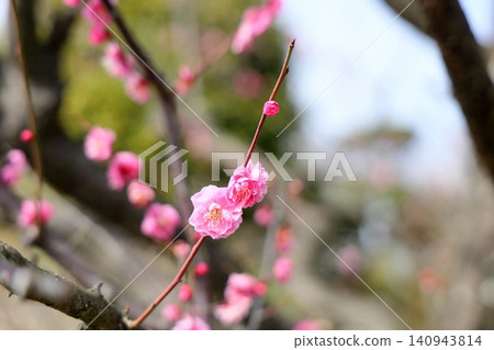 可愛的粉紅色垂枝梅花 可愛的粉紅色垂枝梅花 140943814