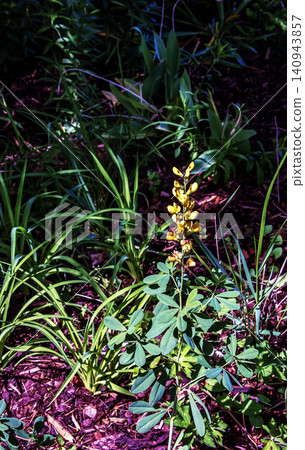 Thermopsis Plant with Yellow Flower Spike in Garden Bed Thermopsis Plant with Yellow Flower Spike in Garden Bed 140943857
