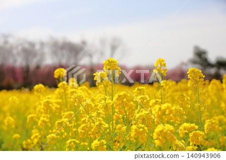The rape blossoms are in full bloom; spring has arrived. The rape blossoms are in full bloom; spring has arrived. 140943906