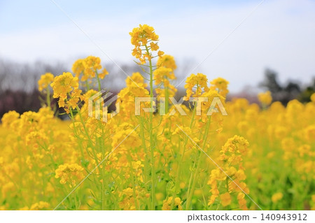 The rape blossoms are in full bloom; spring has arrived. The rape blossoms are in full bloom; spring has arrived. 140943912