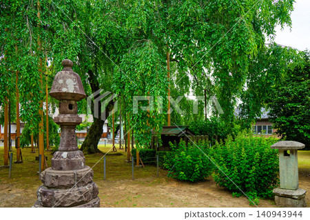 Asuwa Shrine: Stone lanterns and weeping cherry trees Asuwa Shrine: Stone lanterns and weeping cherry trees 140943944