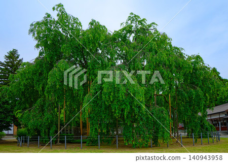 Asuwa Shrine, Weeping Cherry Tree Asuwa Shrine, Weeping Cherry Tree 140943958