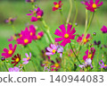 A green garden in full bloom with vibrant pink cosmos flowers. 140944083