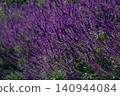 A field of vibrant purple Mexican sage in full bloom. 140944084