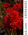 A vibrant cluster of red spider lilies in autumn in Japan. 140944085