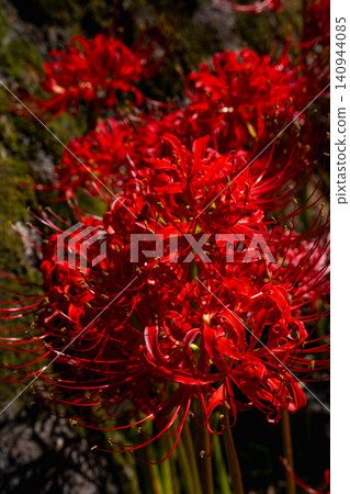 A vibrant cluster of red spider lilies in autumn in Japan. A vibrant cluster of red spider lilies in autumn in Japan. 140944085