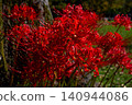 A vibrant cluster of spider lilies blooming in the autumn garden. 140944086