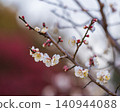 A close-up of branches with white plum blossoms and red buds in early spring. 140944088