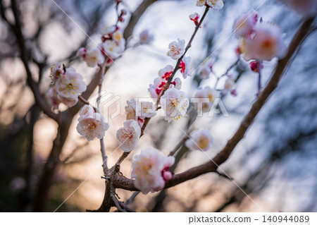 Early spring plum blossoms, with their delicate white and pink petals. Early spring plum blossoms, with their delicate white and pink petals. 140944089
