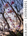 Early spring plum blossoms, pale pink flowers blooming on the branches. 140944091