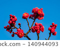 Vibrant red plum blossoms stand out against the blue sky. 140944093