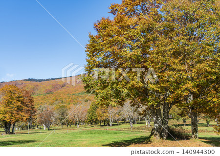 Large beech trees with autumn foliage on Sasagamine Large beech trees with autumn foliage on Sasagamine 140944300