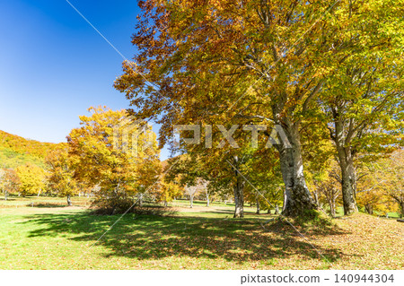 Autumn leaves trees and blue sky Autumn leaves trees and blue sky 140944304