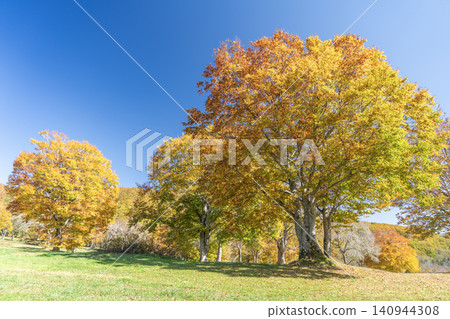 A big tree of a beech which turned red leaves A big tree of a beech which turned red leaves 140944308
