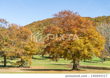 A big tree of a beech which turned red leaves A big tree of a beech which turned red leaves 140944317