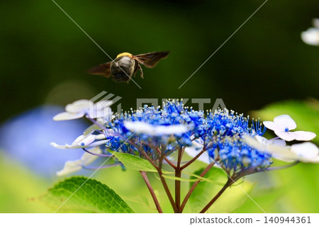 Bees sucking hydrangea nectar Bees sucking hydrangea nectar 140944361