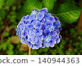 Blue hydrangea 140944363