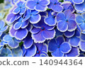 Blue hydrangea 140944364