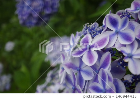 Blue hydrangea Blue hydrangea 140944413