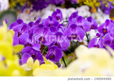 Vibrant purple orchid flowers full bloom soft blurred floral background showcasing elegant petals natural beauty ornamental gardening inspiration Vibrant purple orchid flowers full bloom soft blurred floral background showcasing elegant petals natural beauty ornamental gardening inspiration 140944460