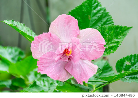 Fresh pink hibiscus flower covered dew drops blooming among vibrant green leaves showcasing natural beauty tropical garden freshness floral elegance Fresh pink hibiscus flower covered dew drops blooming among vibrant green leaves showcasing natural beauty tropical garden freshness floral elegance 140944490