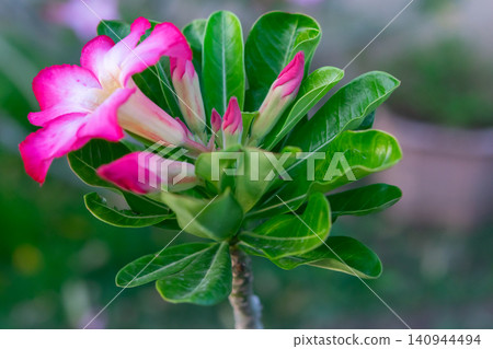 Closeup of vibrant pink desert rose flowers buds glossy green leaves natural light ideal for garden tropical floral botanical themes Closeup of vibrant pink desert rose flowers buds glossy green leaves natural light ideal for garden tropical floral botanical themes 140944494