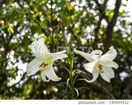 The pure white lilies whisper as they bloom gracefully in the dappled sunlight. The pure white lilies whisper as they bloom gracefully in the dappled sunlight. 140944532