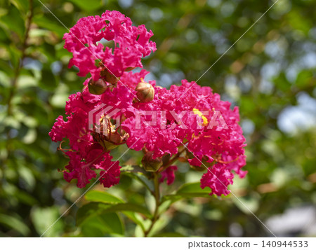 The vibrant glow of crape myrtle, a breathtaking sight that brightens up summer. The vibrant glow of crape myrtle, a breathtaking sight that brightens up summer. 140944533