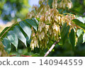 Ailanthus fruit 140944559