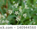 bush louse fruit 140944560