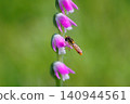 Spiranthes and horseflies 140944561