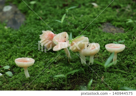 野生菇,*紅菇*。菌蓋會隨著時間推移變成漏斗狀。紅色遇雨會褪色。 野生菇,*紅菇*。菌蓋會隨著時間推移變成漏斗狀。紅色遇雨會褪色。 140944575