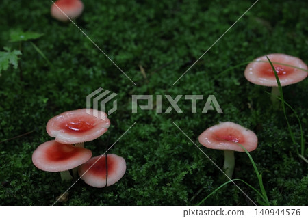 自然 - 蘑菇 - 紅菇(Russula odorata),一種小型蘑菇,從初夏到秋季生長在松樹和落葉林的地面上。 自然 - 蘑菇 - 紅菇(Russula odorata),一種小型蘑菇,從初夏到秋季生長在松樹和落葉林的地面上。 140944576