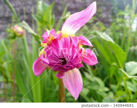 A pink dahlia with a distinctive flower shape that catches the eye. 140944691