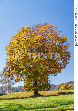 A big tree of a beech which turned red leaves A big tree of a beech which turned red leaves 140944782