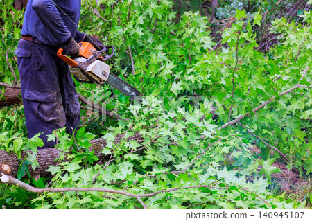 Contractor is cutting branches with chainsaw while standing on fallen tree in green forest setting. Contractor is cutting branches with chainsaw while standing on fallen tree in green forest setting. 140945107