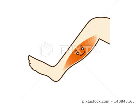 Illustration of calf muscles Illustration of calf muscles 140945163