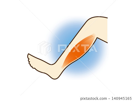 Illustration of the calf muscles (normal) Illustration of the calf muscles (normal) 140945165