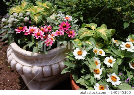 Zinnia mixed plantings and potted arrangements Zinnia mixed plantings and potted arrangements 140945300